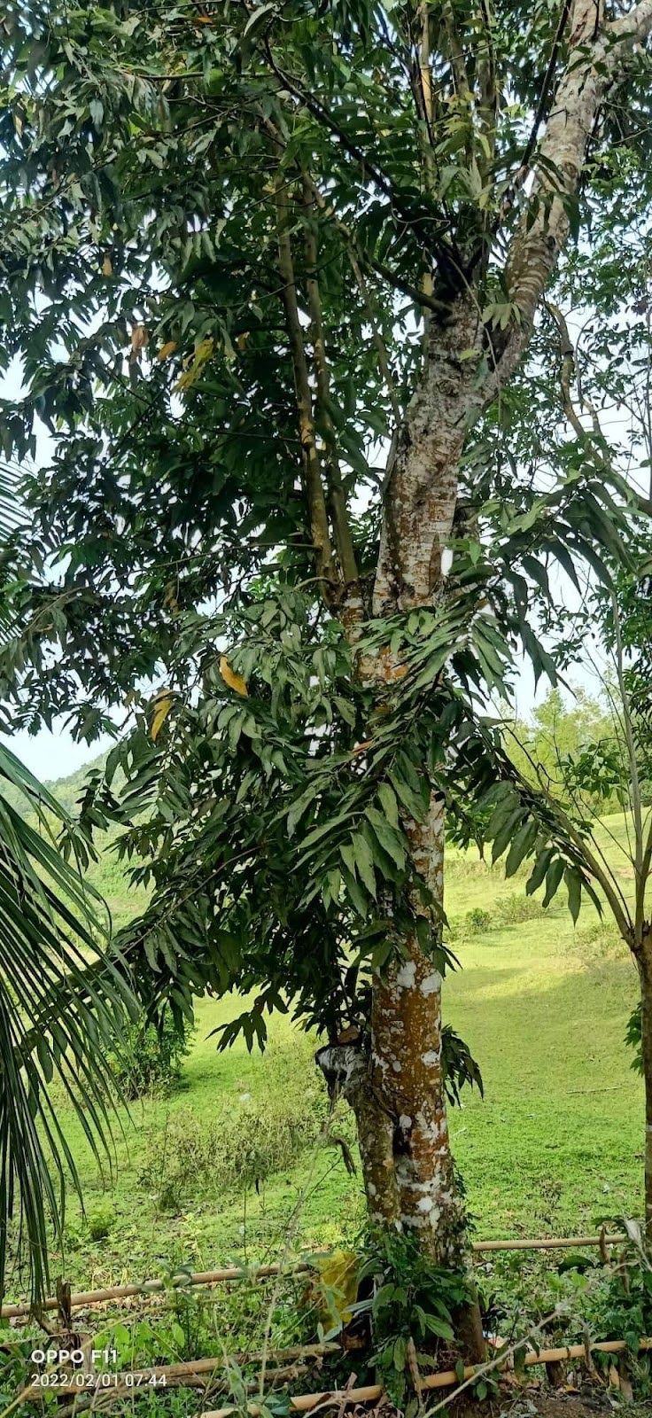 Panay Tree ANILAO TREE - Cultural Mapping of Panay and Guimaras